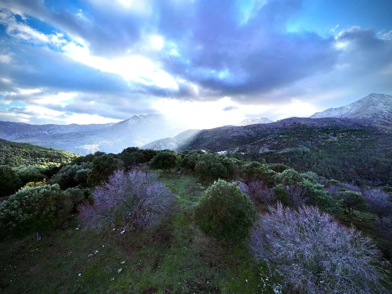 Trognes de chênes verts dans la vallée du Ghjunsani, Corse