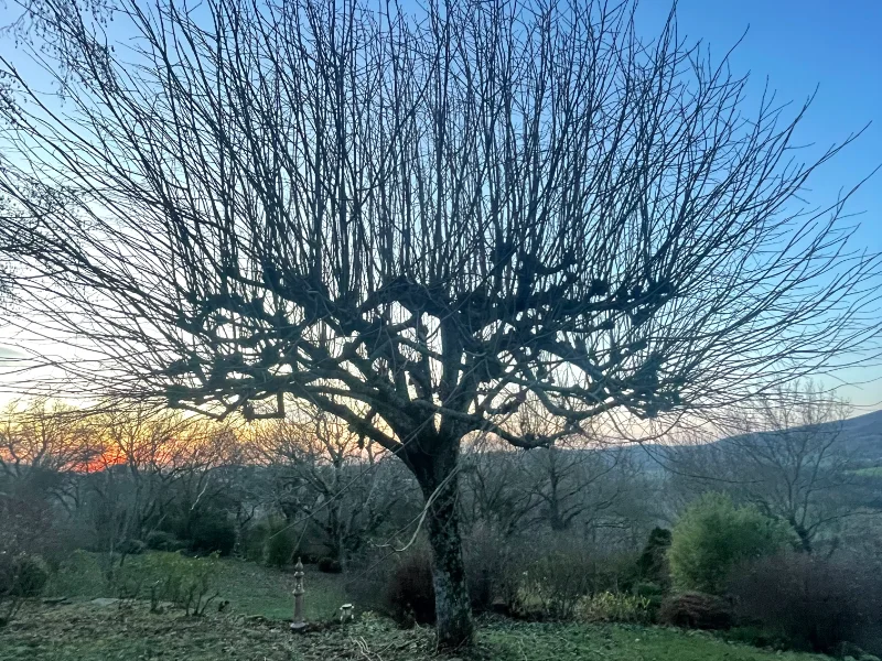 Trogne arbre dans un paysage Corse.