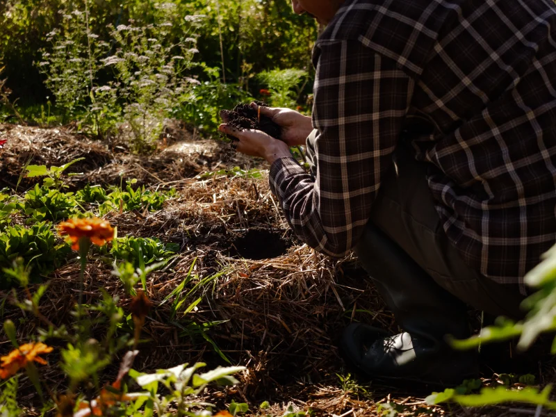 Potager en permaculture : buttes paillées, cultures associées, sol couvert