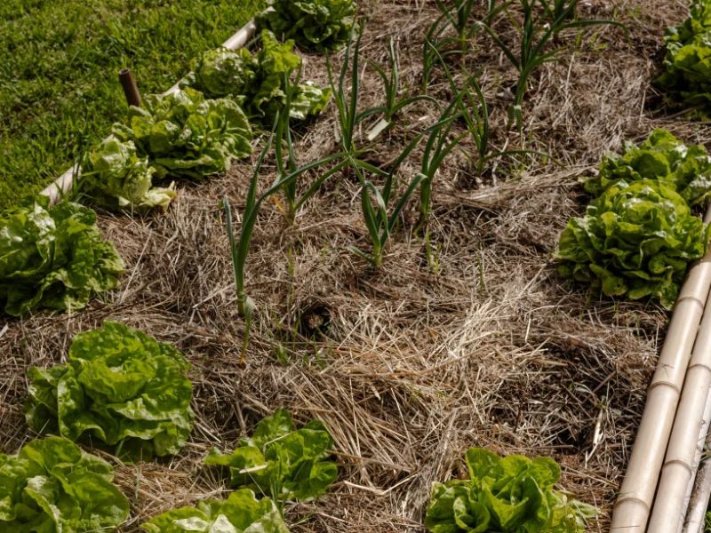 Plantation de salades dans un potager en permaculture, couverture permanente du sol