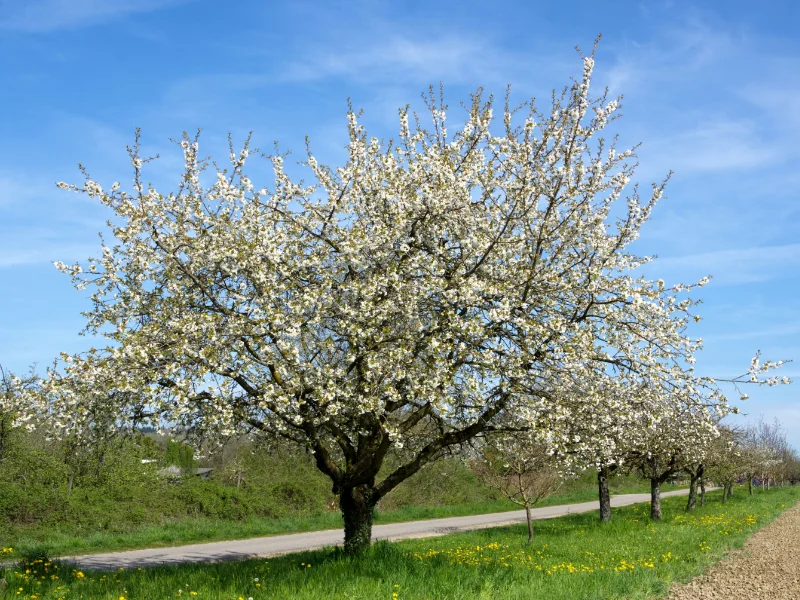 Fruitier en fleurs dans un verger au printemps