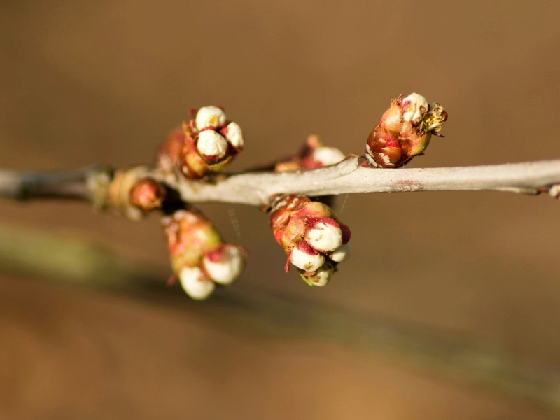 Bourgeon floral sur un rameau de fruitier