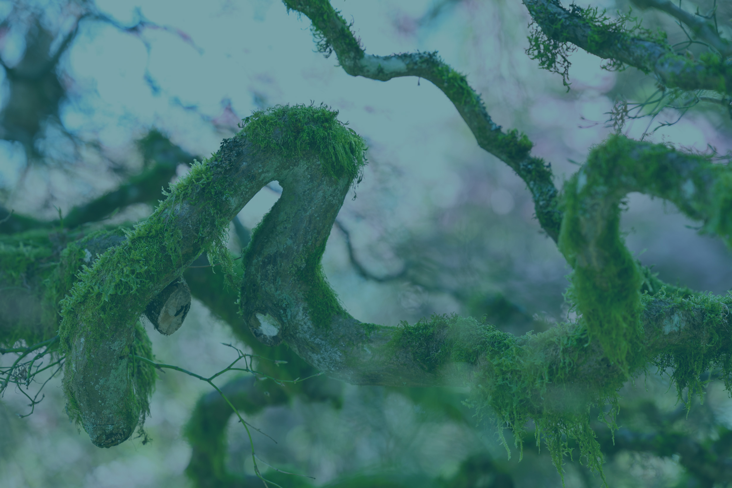 Tree roots on a forest floor in Juneau with a totem from the Tlingit Tribe in the background.