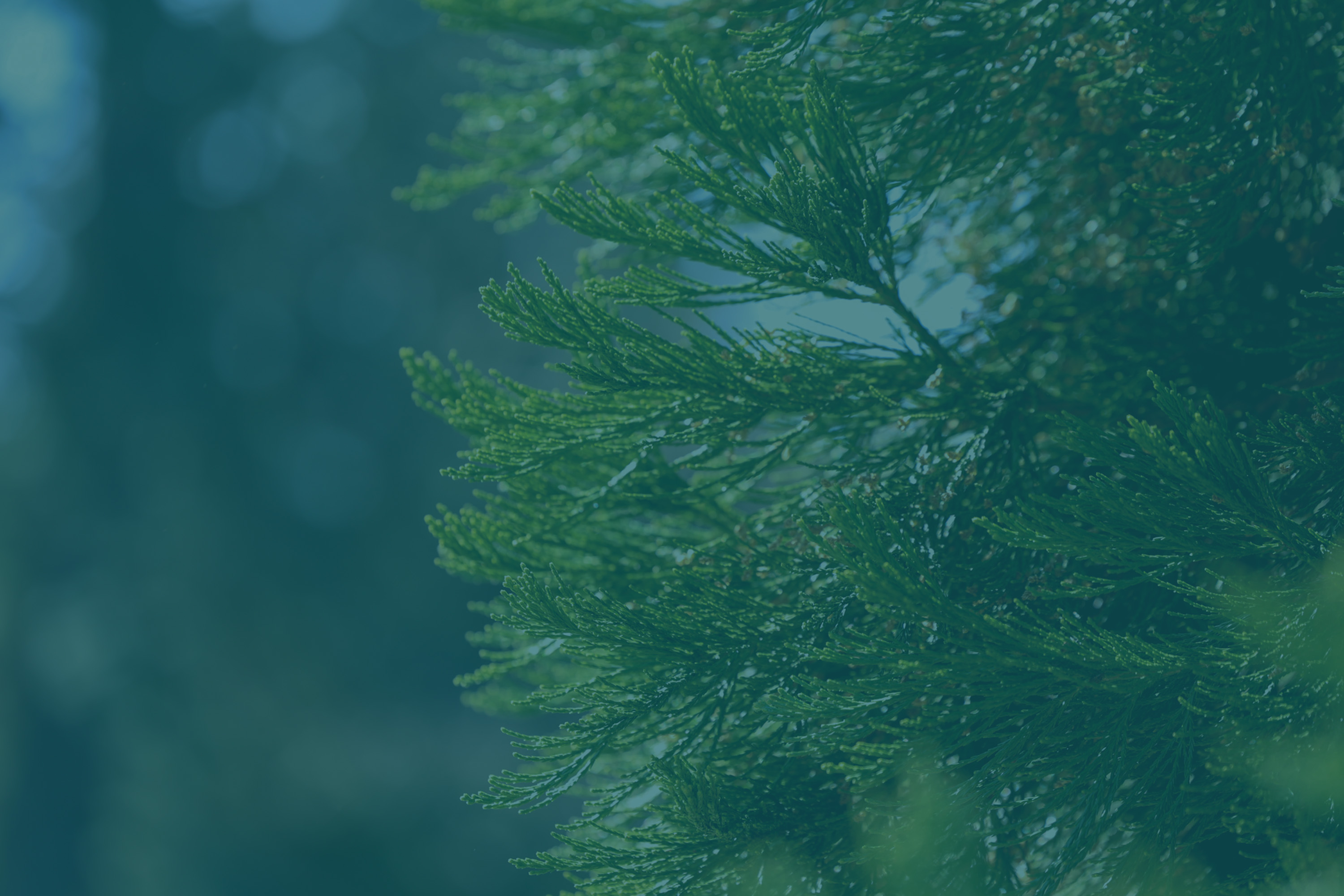 Tree roots on a forest floor in Juneau with a totem from the Tlingit Tribe in the background.