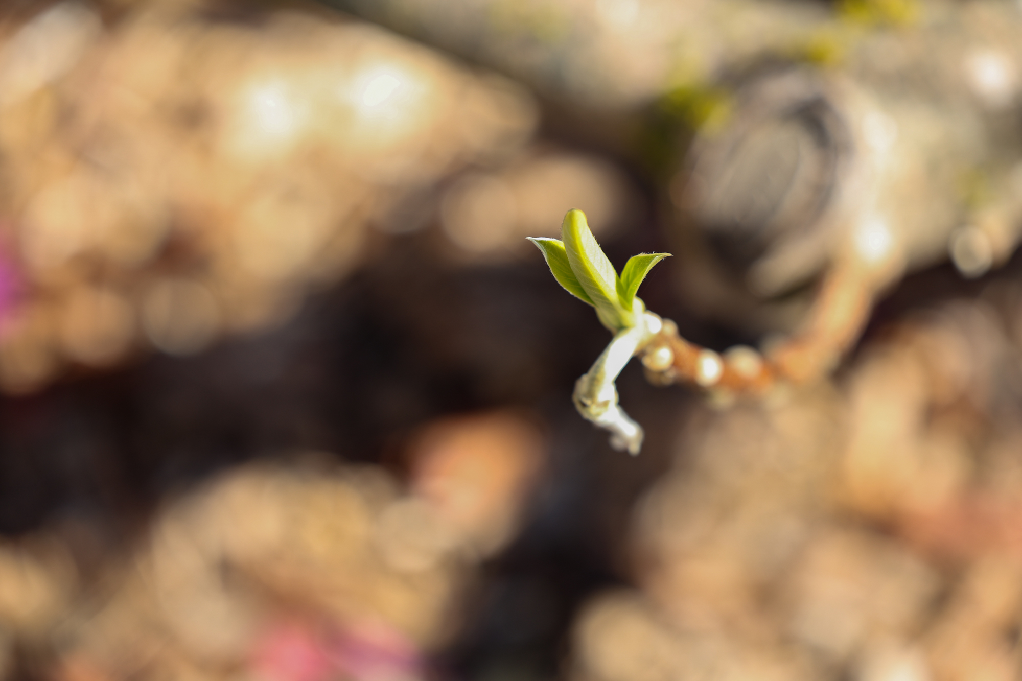 Tree roots on a forest floor in Juneau with a totem from the Tlingit Tribe in the background.