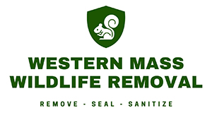 Western Mass Wildlife Removal