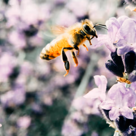 Biene fliegt zu lila Lavendelblumen, unscharfer Hintergrund mit weiteren Blüten