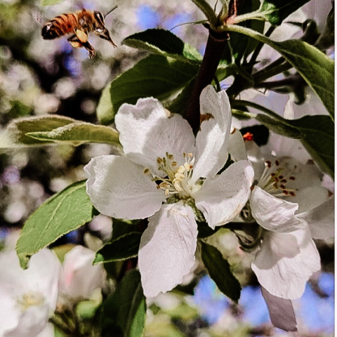 Honigbiene fliegt zur weissen Blüte an einem Baumzweig mit grünen Blättern.