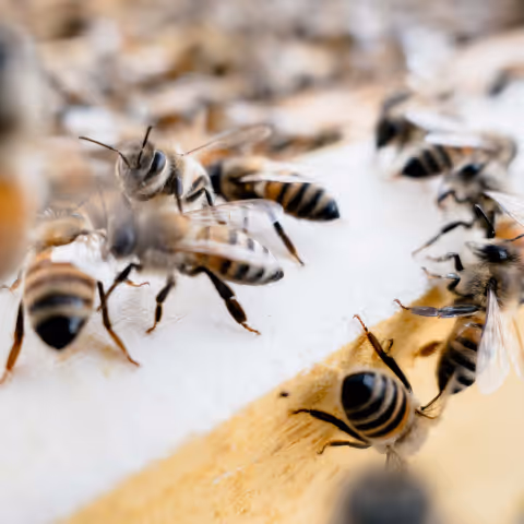 Nahaufnahme von mehreren Bienen, die auf einem Bienenstock landen und fliegen.