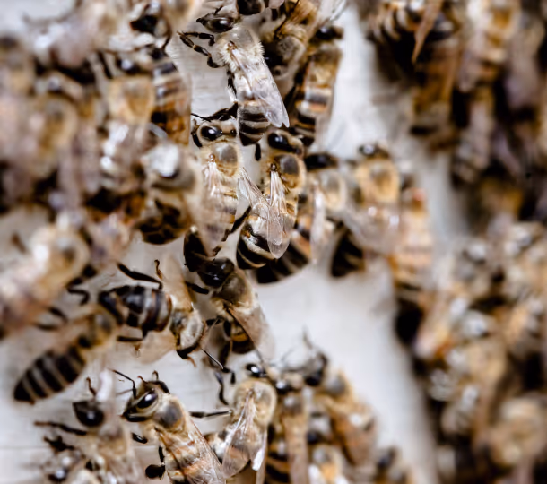Nahaufnahme vieler Bienen, die dicht beieinander auf einer Oberfläche sitzen.