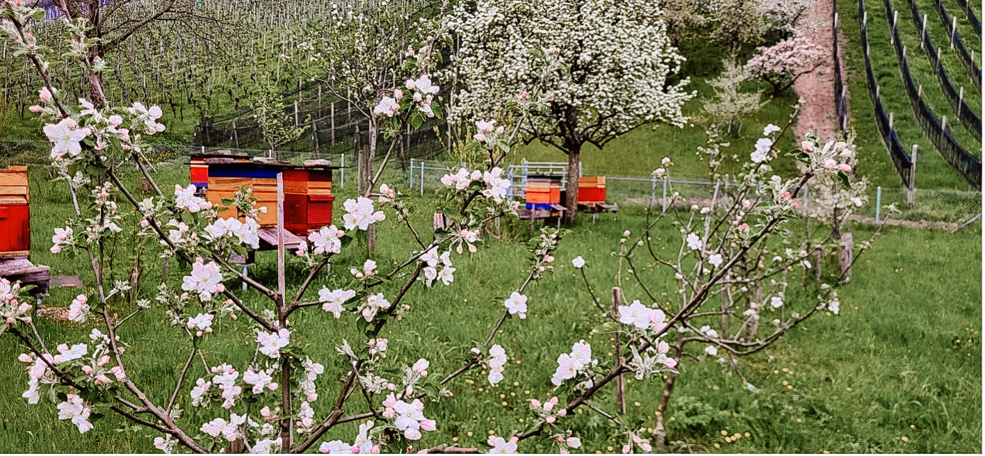 Blühender Apfelbaum vor einer Wiese mit bunten Bienenstöcken im Frühling.