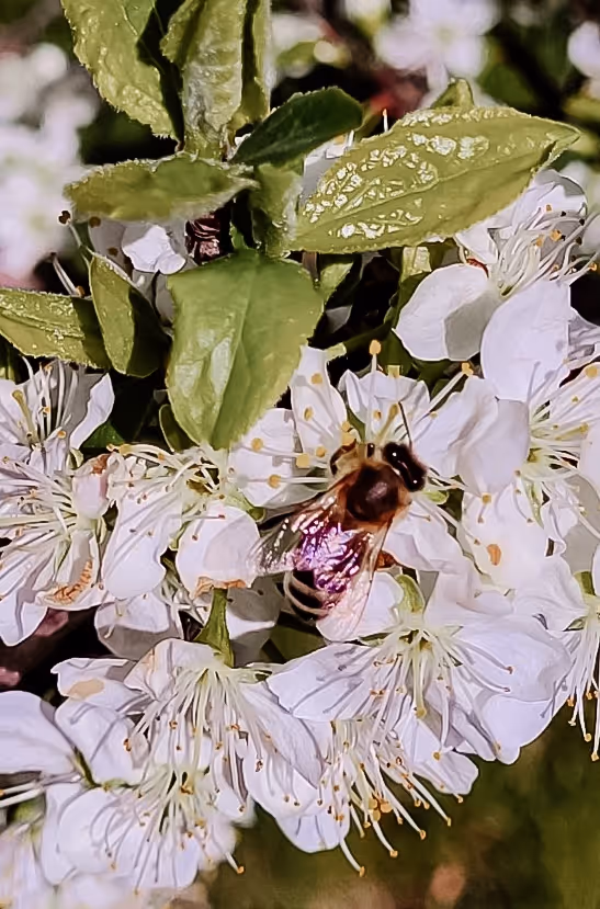 Biene sammelt Nektar auf weissen Blüten mit grünen Blättern an einem Baumzweig.