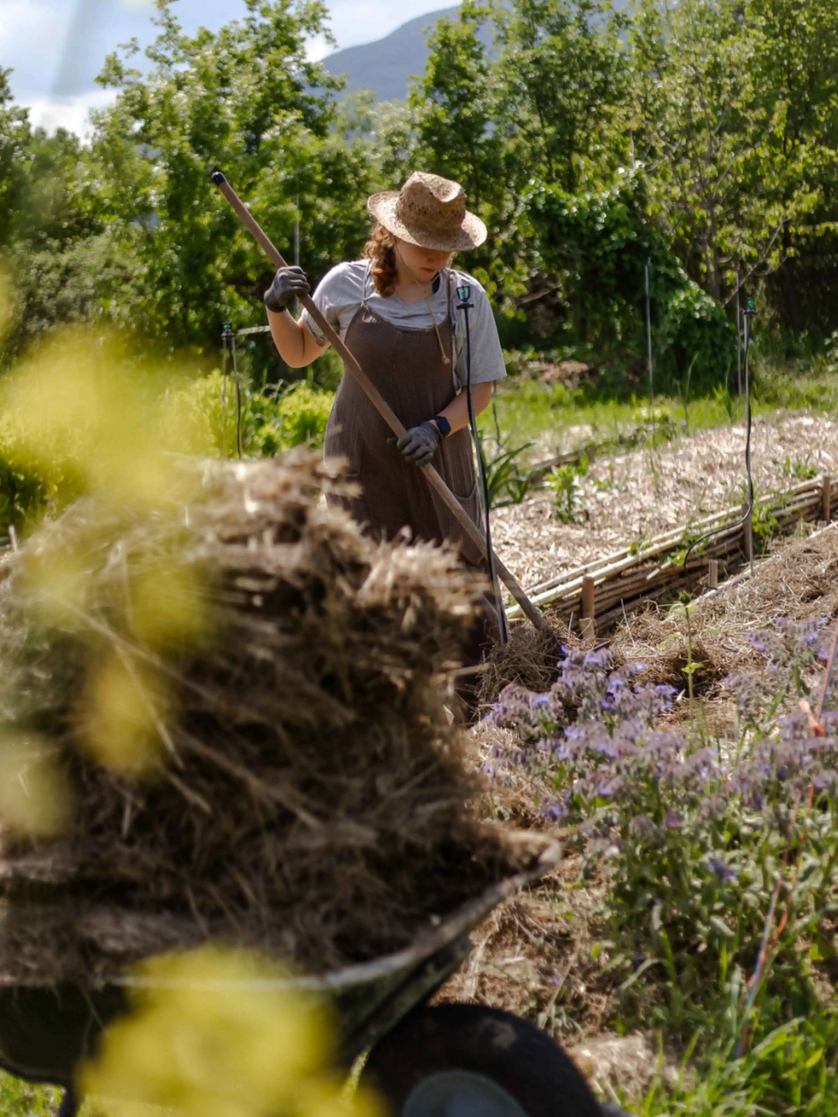 Une photo d'une personne travaillant dans un potager en permaculture pour illustrer le sujet d'étude et les formations sur la permaculture et design.