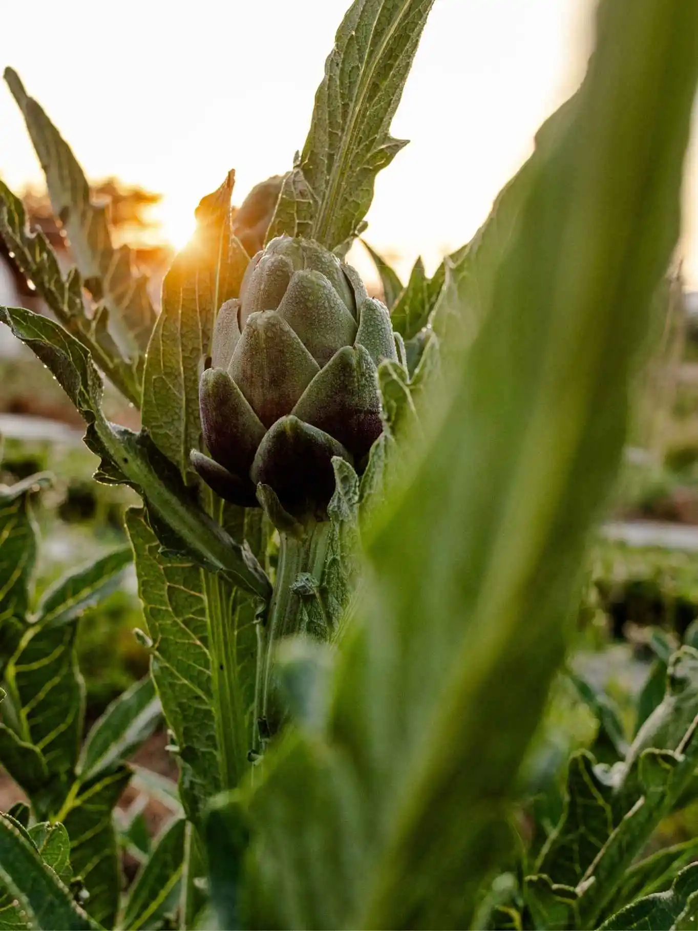 Une photo d'un artichaut dans un potager pour illustrer le sujet d'étude et les formations sur les cultures et semences. 