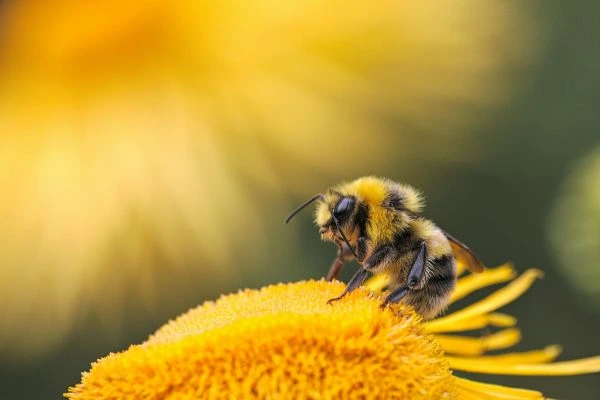 La photo d'une abeille sur une fleur jaune pour illustrer le sujet d'étude et les formations sur l'apiculture écologique.