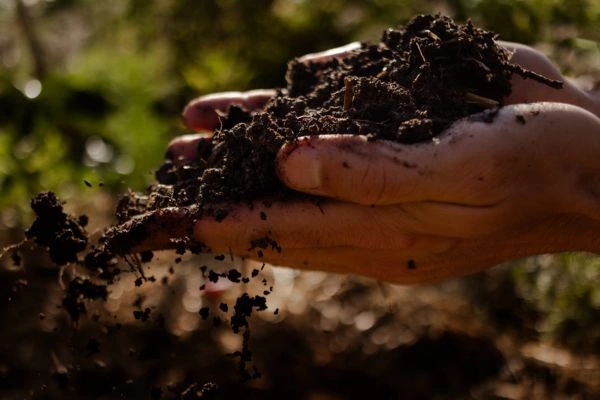 Une photo d'un sol fertile dans les mains pour illustrer le sujet d'étude et les formations sur le sol vivant.