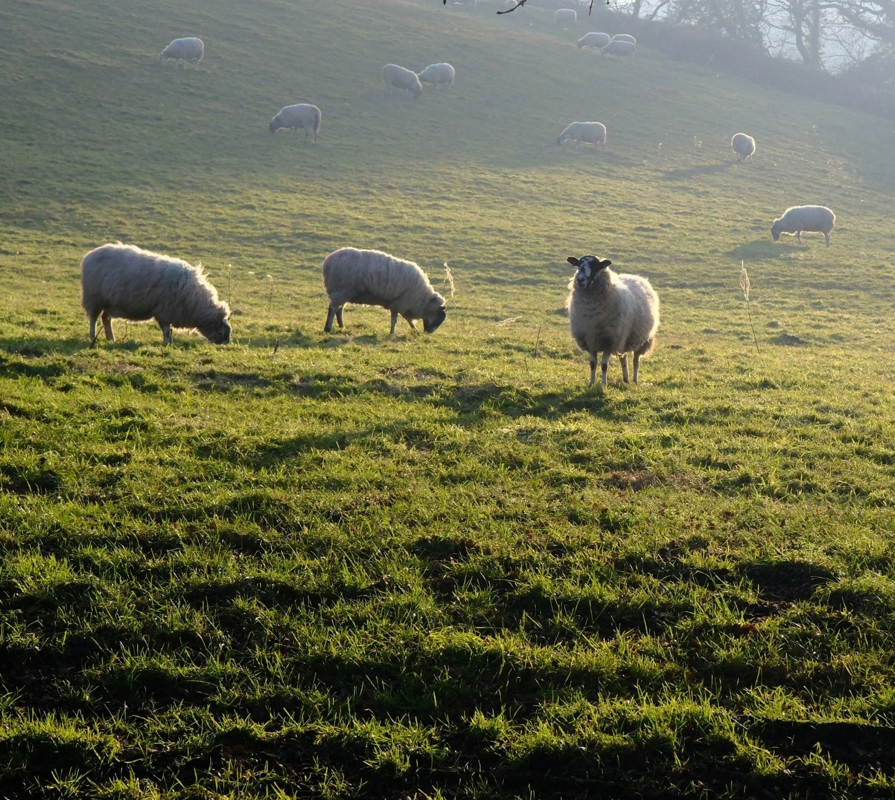 Une photo d'un élevage pour illustrer le sujet d'étude et les formations sur les élevages agricoles.