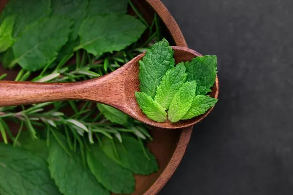Photo de plantes aromatiques tel que de la menthe et du romarin qui peuvent être transformé en sirop ou gelée.