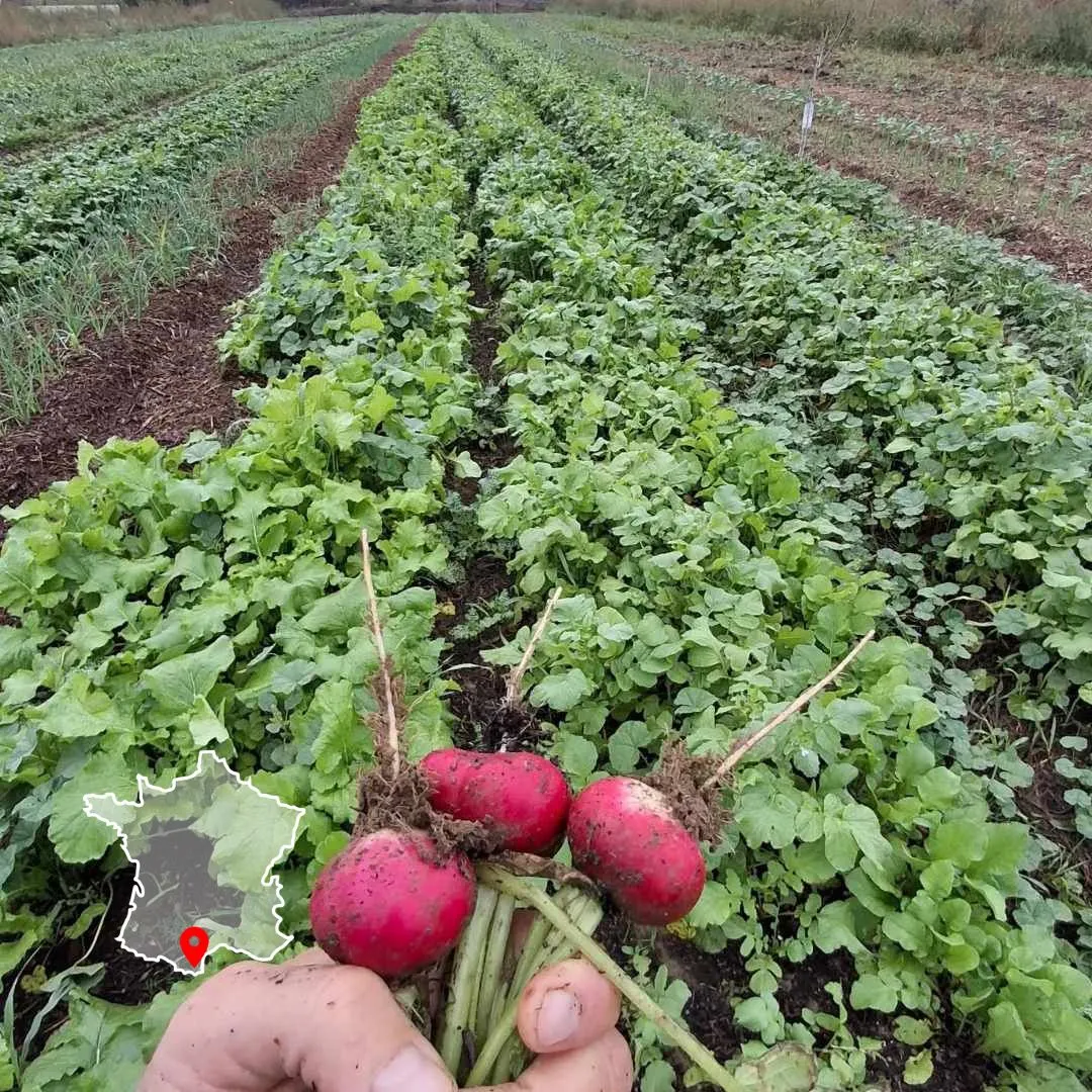 Image mettant en avant la formation créer et développer une ferme en maraichage sur sol vivant