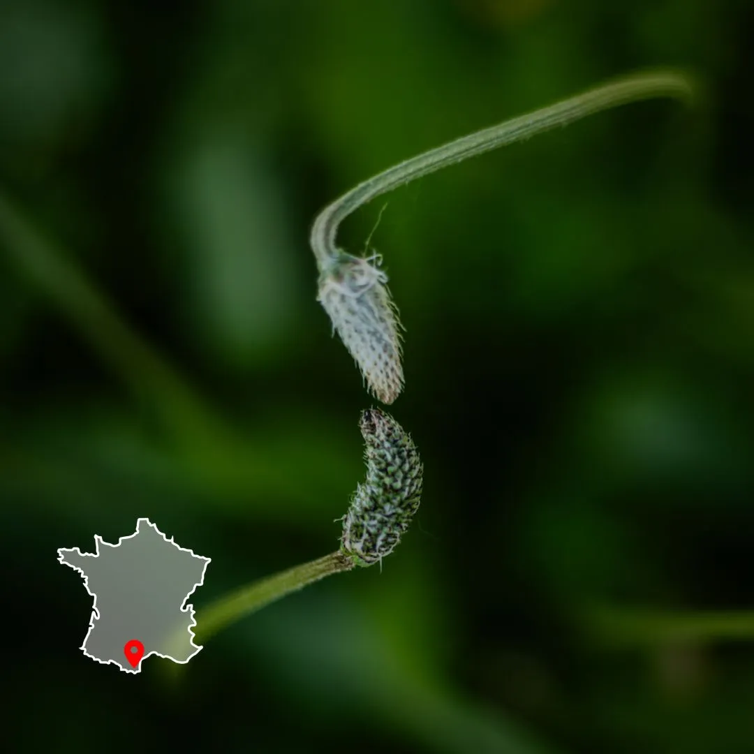 Photo mettant en avant la formation diagnostic de sol par les plantes bio-indicatrices. Il y a deux plantes que se rejoignent.