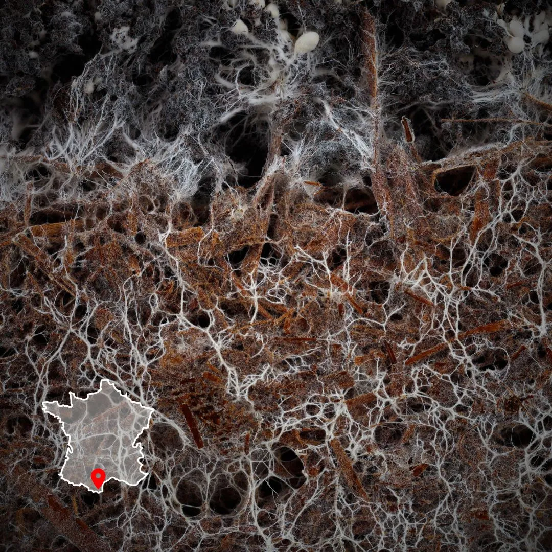 Image représentant la formation microbiologie des sols : Piloter la fertilité des sols et la protection des cultures grâce aux micro-organismes.