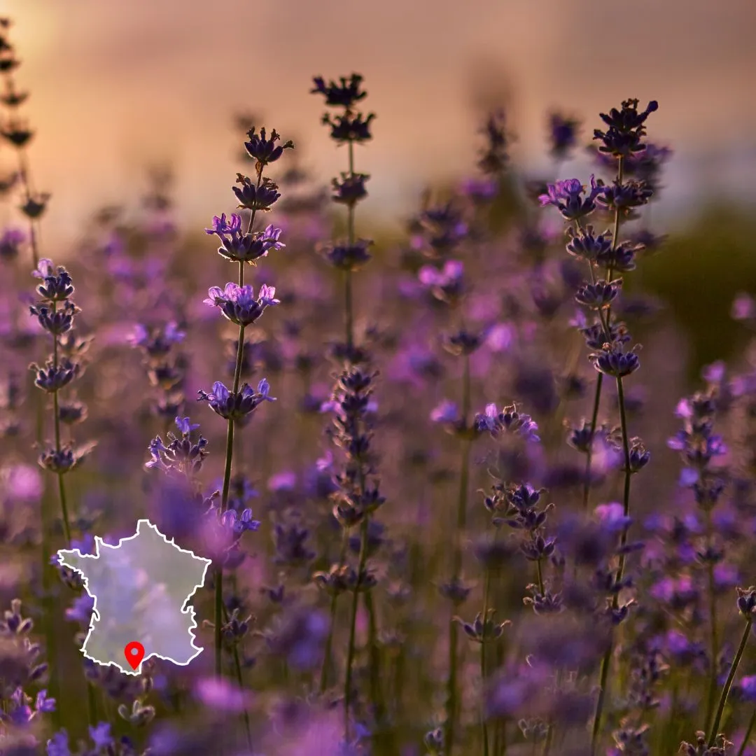 Photo de lavande et titre de la formation : transformer des plantes médicinales en baumes.