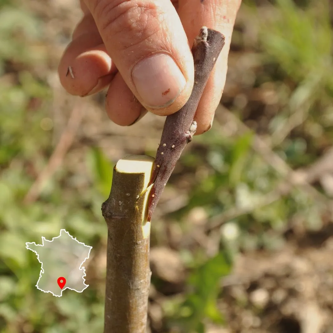 Photo d'une personne qui effectue une greffe sur un arbre fruitier durant la formation La greffe des abres fruitier à Permaterra.