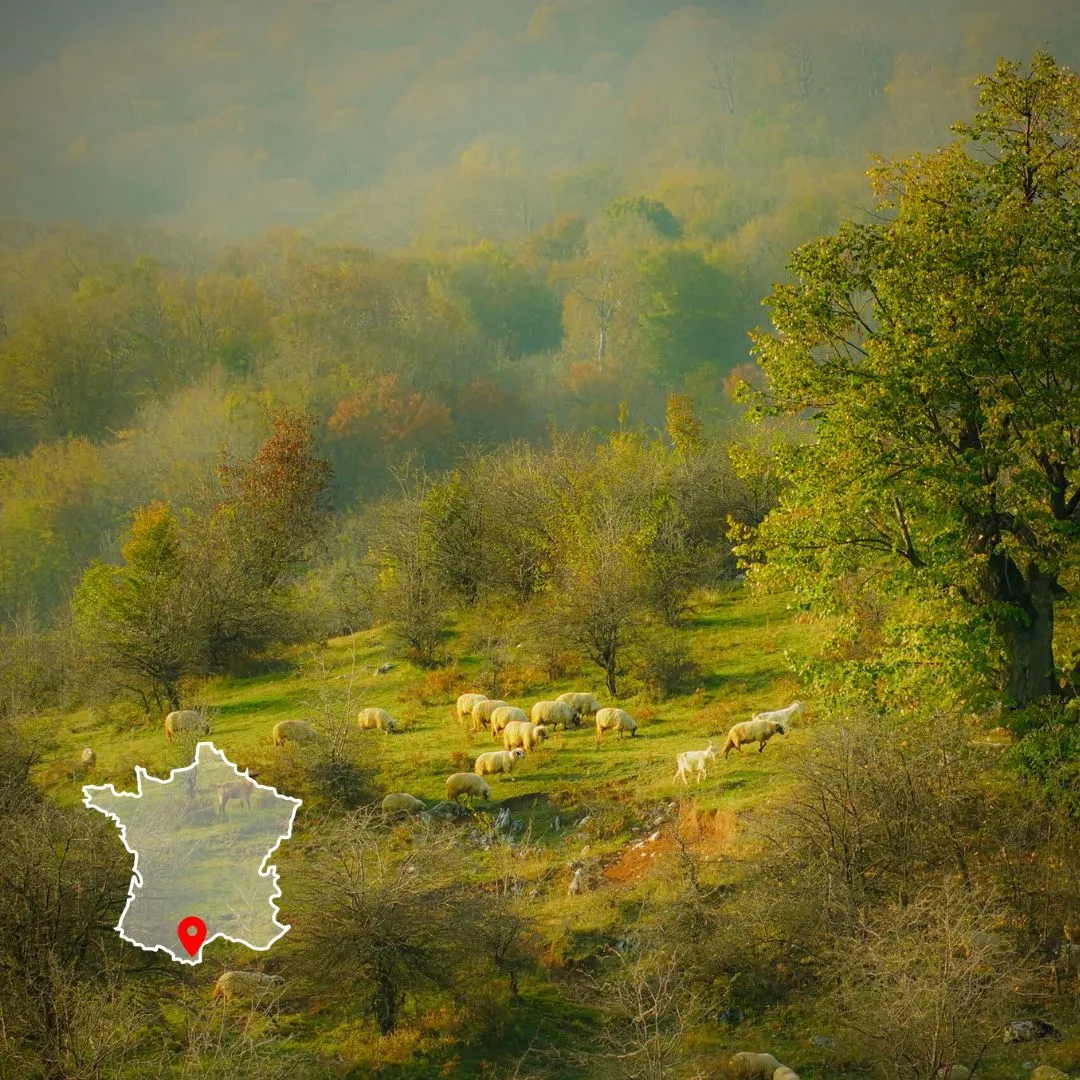 Image mettant la formation keyline design & agriculture régénérative : planter le fertilité.