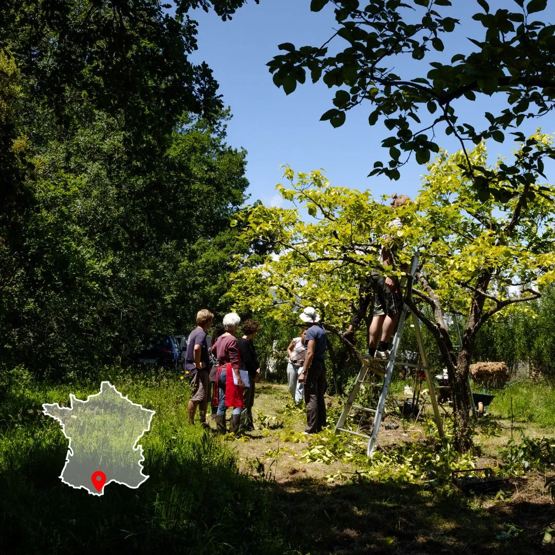 Photo mettant en avant la conception et conduite d’arboriculture fruitière multi-étagée et vergers agroforestiers. Photographe Myriam Boye.