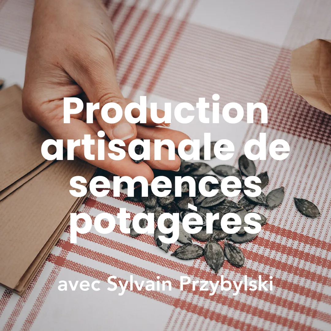 Photo d'une personne qui a des semences potagères dans la main issue de la production artisanale.
