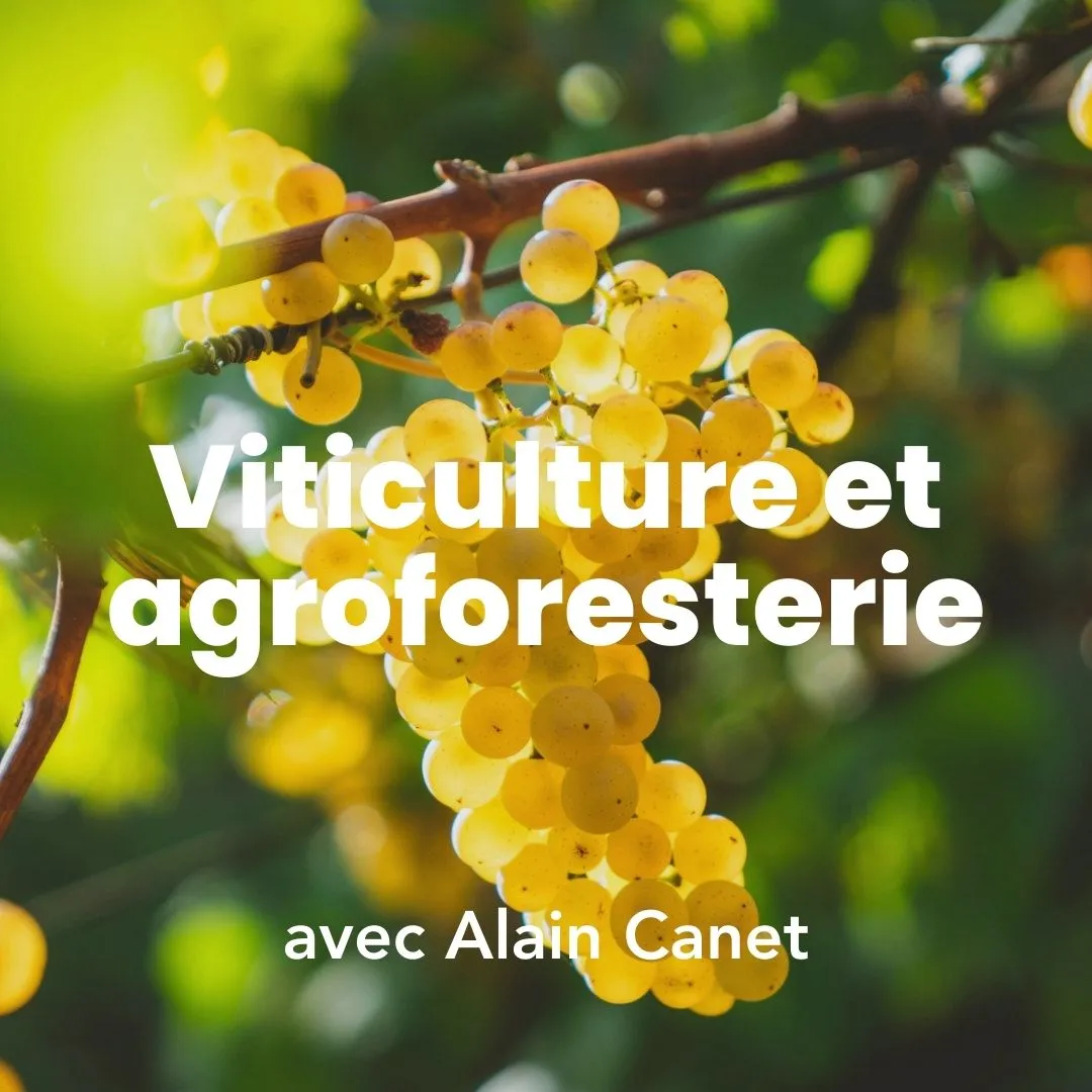 Photo d'une grappe de raisin dans un vignoble avec le titre de la formation Viticulture et agroforesterie.