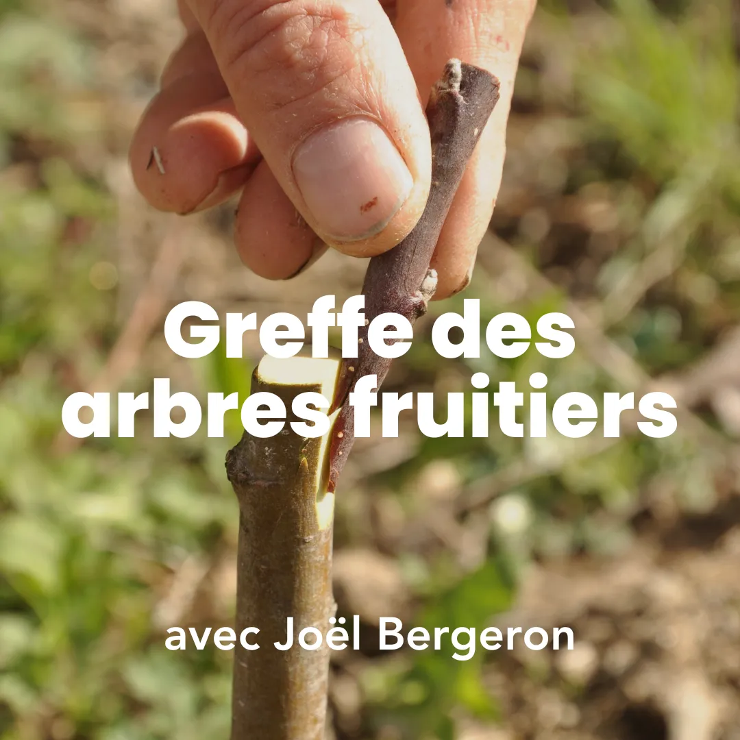 Photo d'une personne qui effectue une greffe sur un arbre fruitier durant la formation La greffe des abres fruitier à Permaterra.