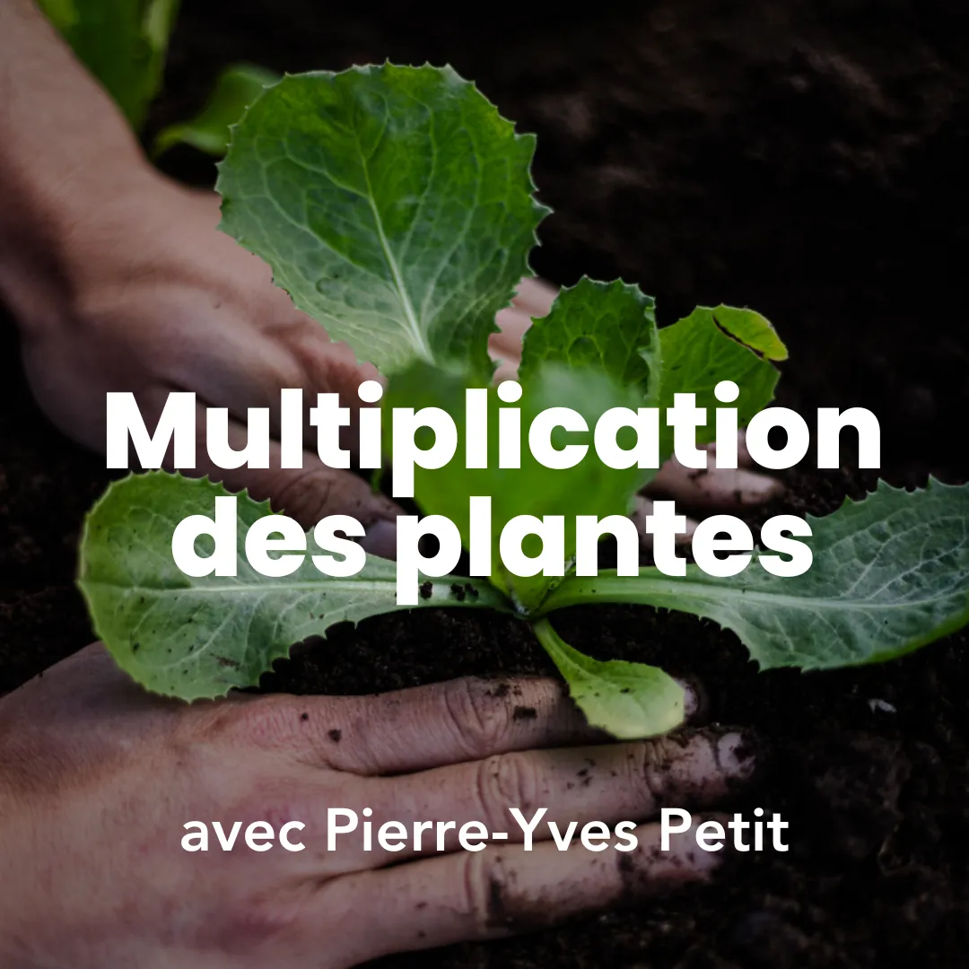Photo d'une personne qui plante une plante durant la formation multiplication des plantes à Permaterra. Photo de Myriam Boye.