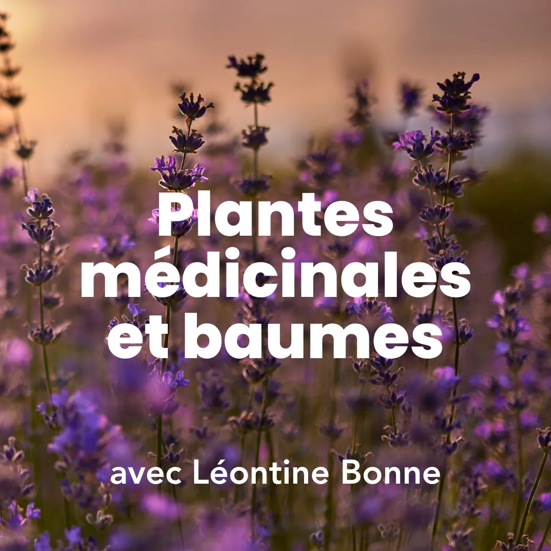 Photo de lavande et titre de la formation : transformer des plantes médicinales en baumes.