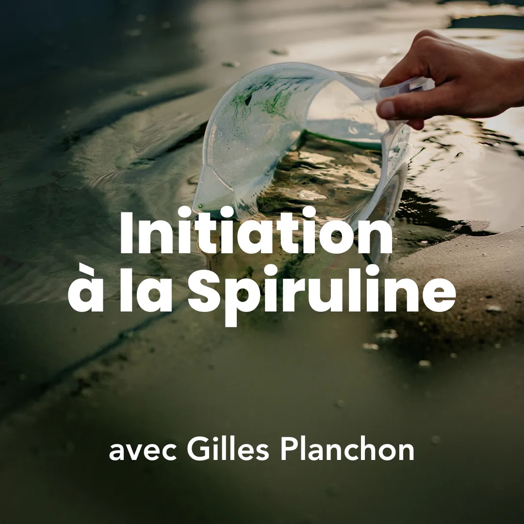 Photo du bassin de spiruline de Permaterra, d'une culture de spiruline. Photo de Myriam Boye.