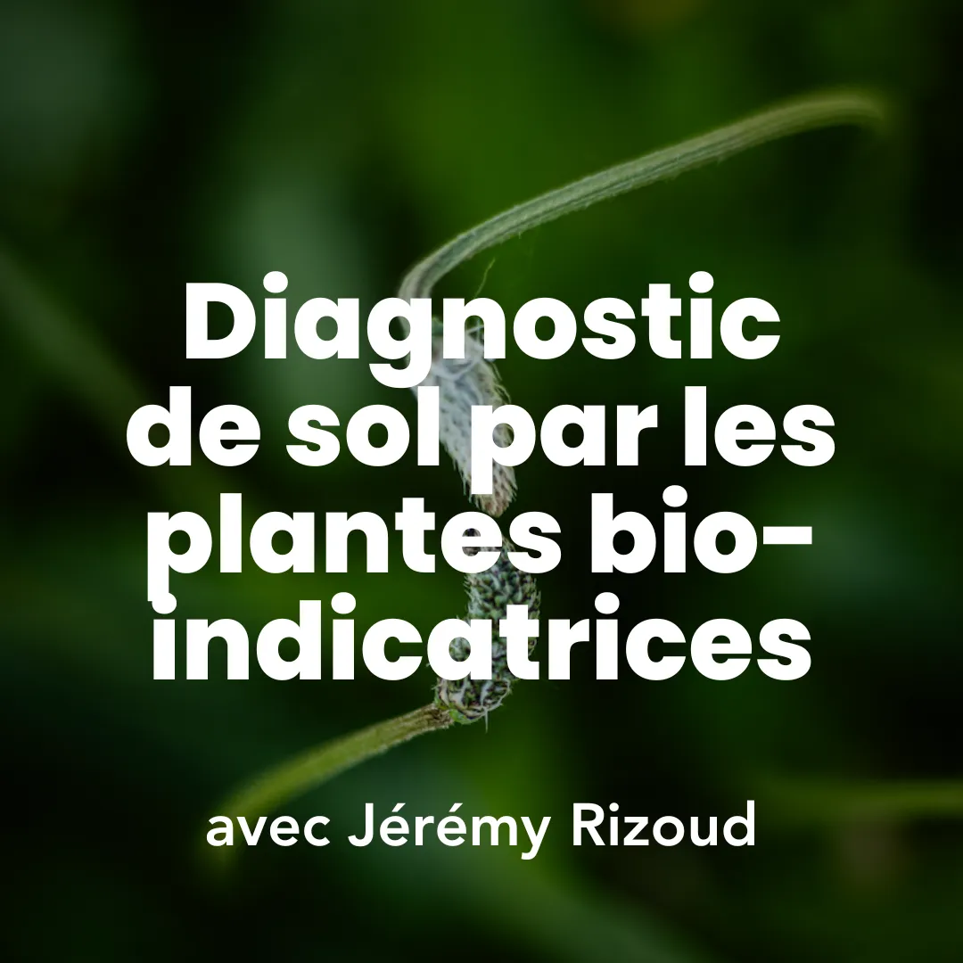 Photo mettant en avant la formation diagnostic de sol par les plantes bio-indicatrices. Il y a deux plantes que se rejoignent.