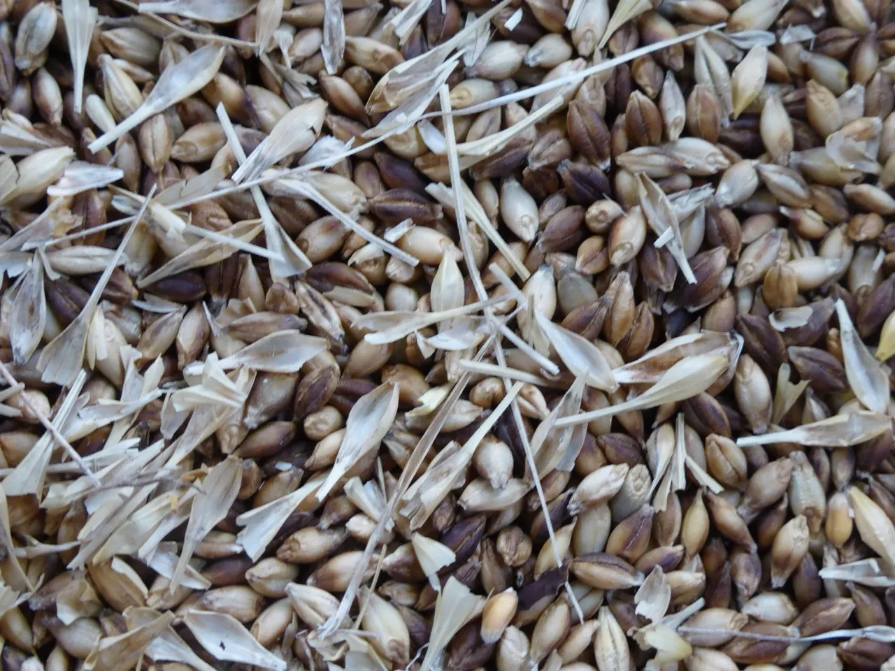 Grains d'orge nue ancienne en vrac montrant une diversité de couleurs claires et foncées, variété population issue de la sélection paysanne et de la recherche participative.