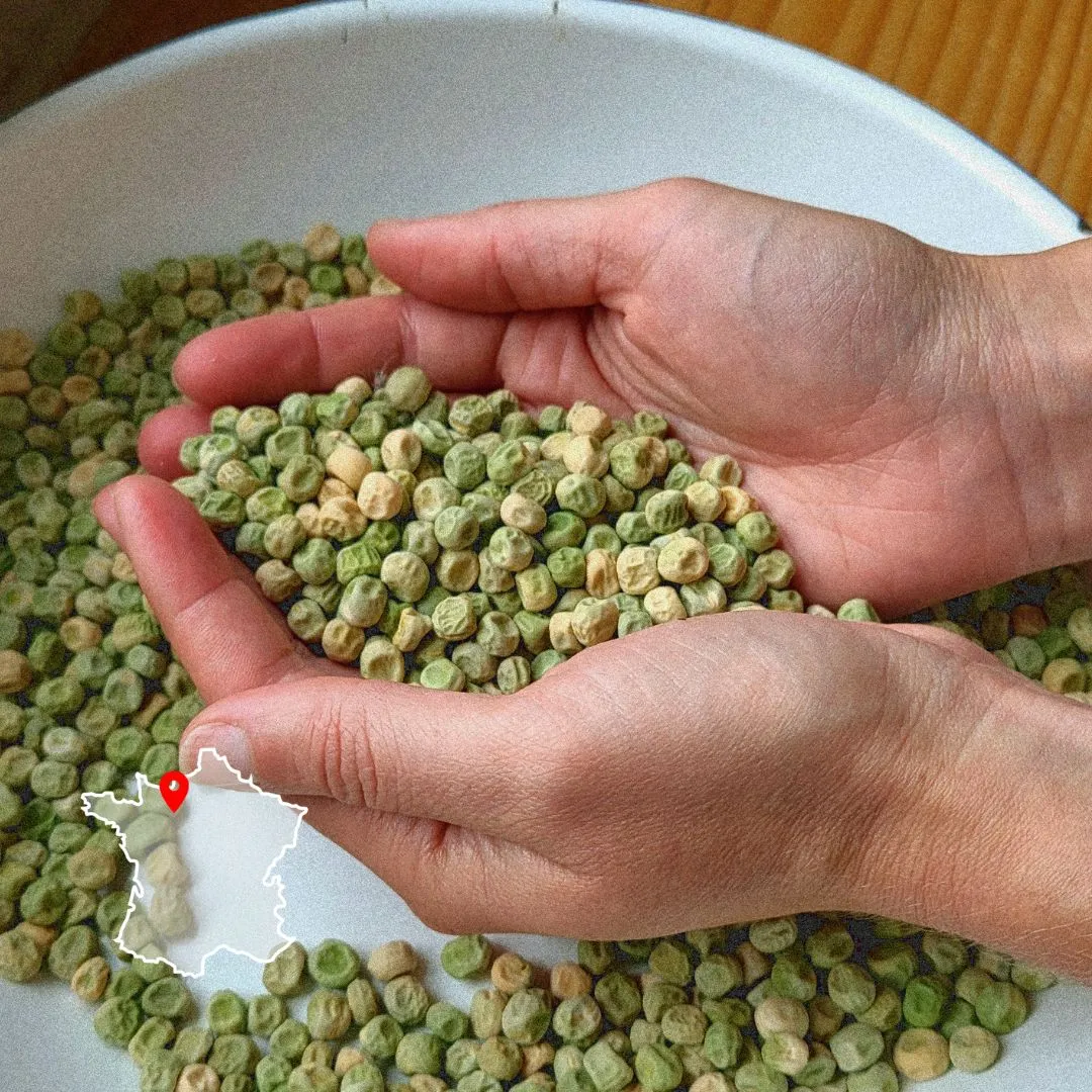 Photo d'une personne qui a des semences potagères dans la main issue de la production artisanale.