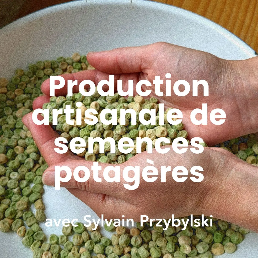Photo d'une personne qui a des semences potagères dans la main issue de la production artisanale.