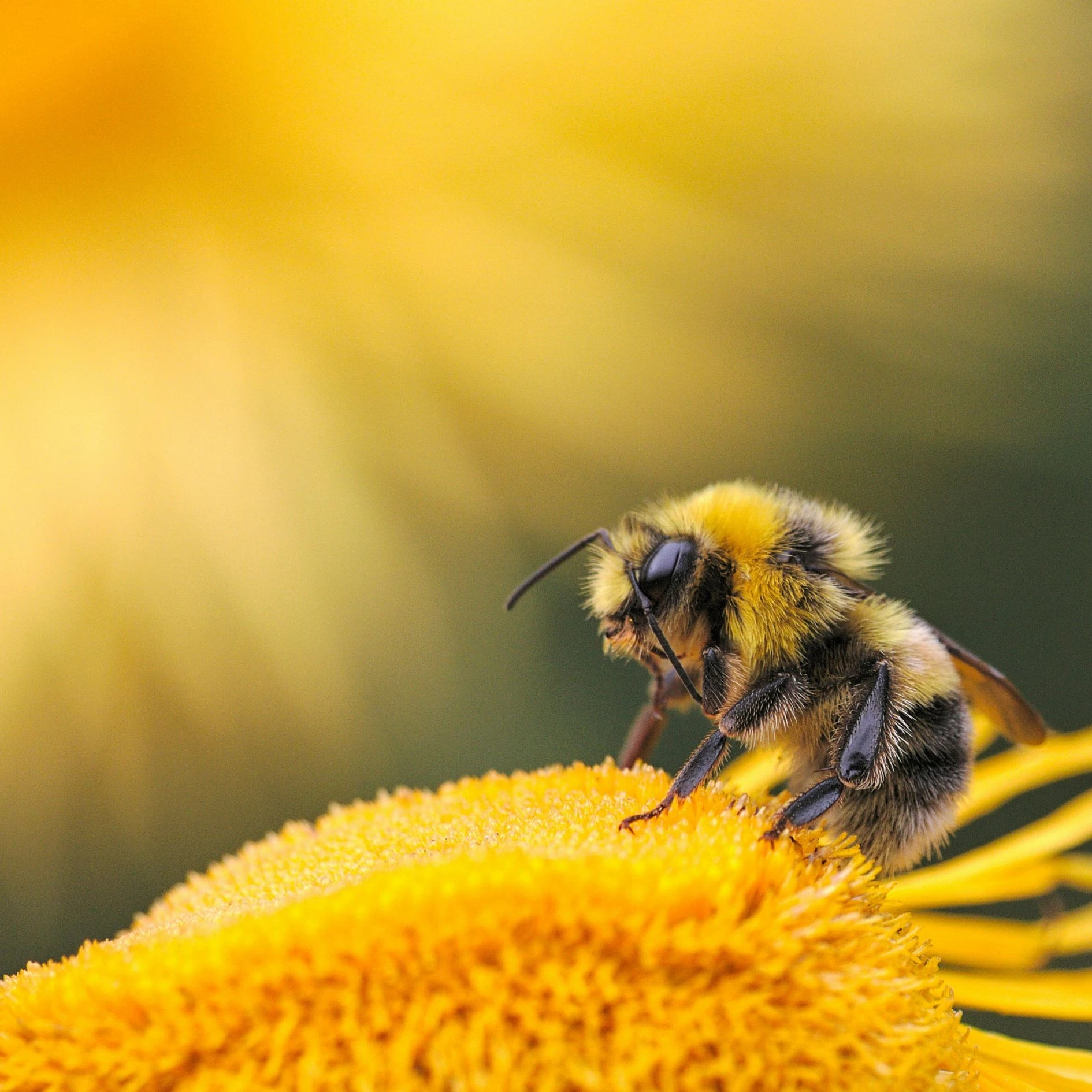 La photo d'une abeille sur une fleur jaune pour illustrer le sujet d'étude et les formations sur l'apiculture écologique.