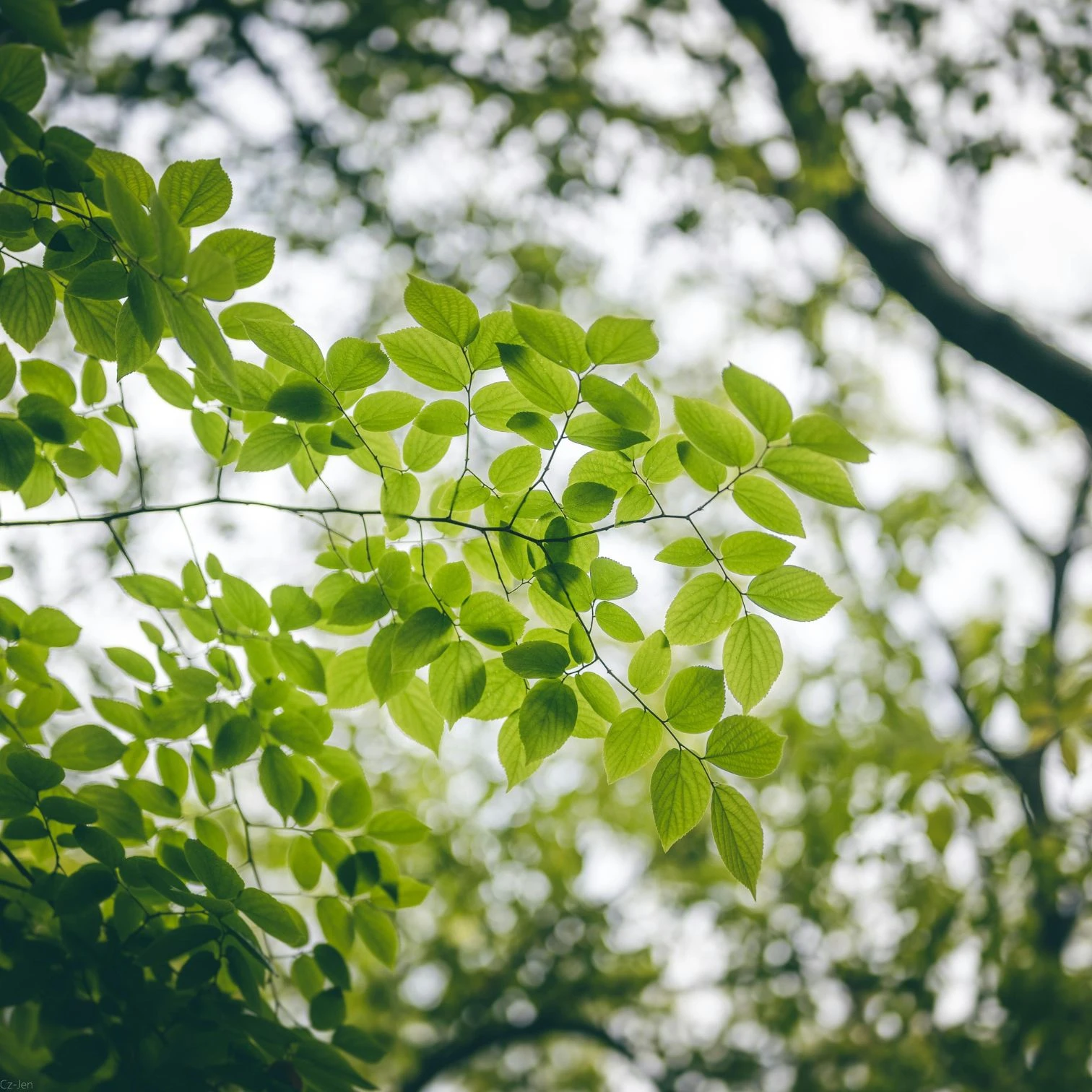 Photo d'un arbre, représentant l'assurance vie solidaire.