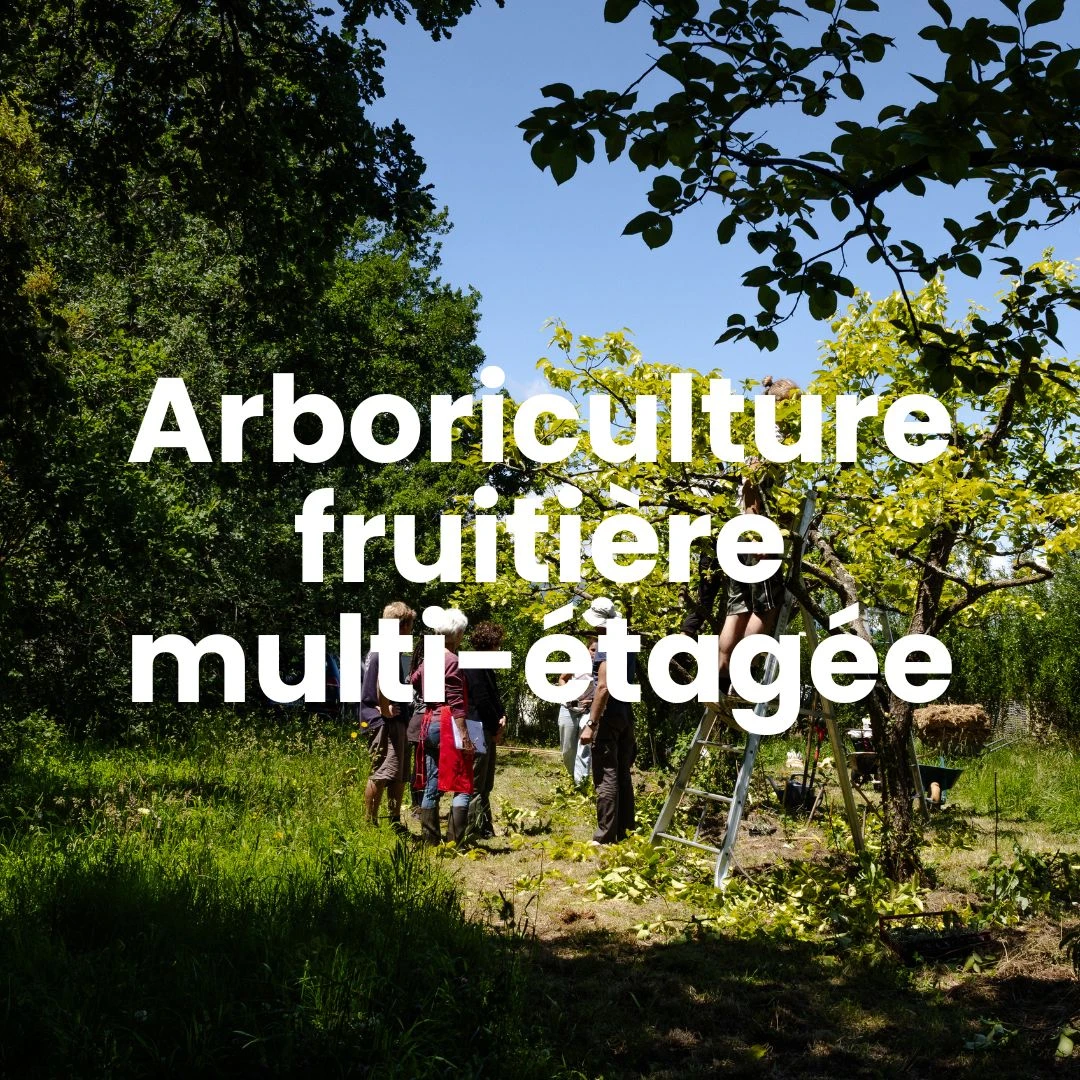 Photo mettant en avant la conception et conduite d’arboriculture fruitière multi-étagée et vergers agroforestiers. Photographe Myriam Boye.
