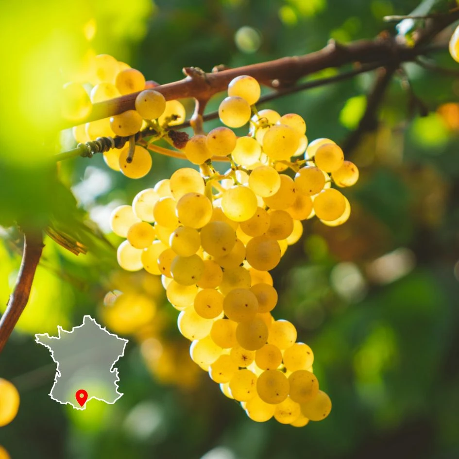 Photo d'une grappe de raisin dans un vignoble avec le titre de la formation Viticulture et agroforesterie.