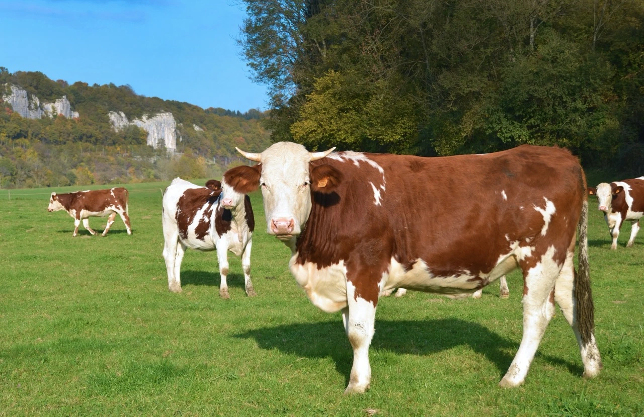 Photo de plusieurs vaches dans une prairie avec de l'herbe verte.