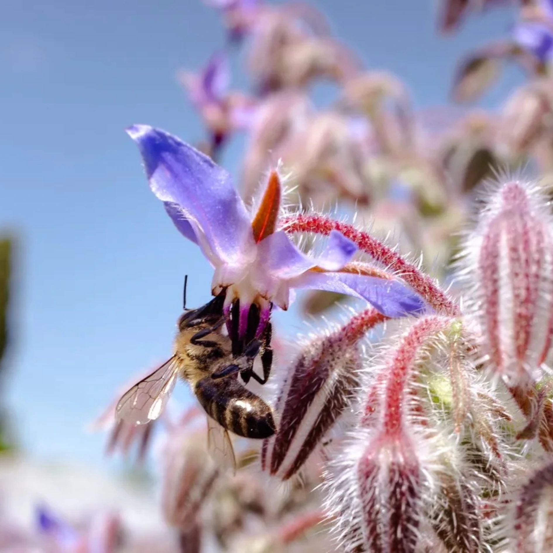 Une abeille entrain de butiner le pollen d'une fleur au potager du mas Alavall. Photo de Myriam Boye.