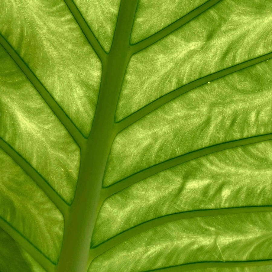 Une photo d'une feuille verte pour illustrer le sujet d'étude et les formations sur l'agriculture régénérative.