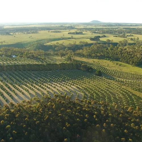 Vue aérienne d'une exploitation arboricole avec des rangées d'arbres en courbes de niveau dans un paysage de collines, illustration d'un projet en agriculture régénérative.