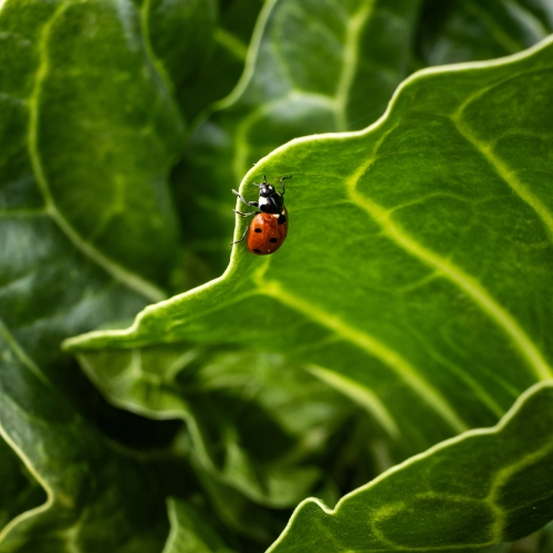 Gros plan sur une coccinelle posée sur une feuille verte découpée, illustrant la biodiversité et l'auxiliaire de culture en permaculture.