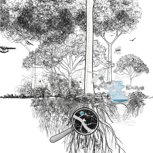 Illustration au trait représentant un système agroforestier en coupe, avec la partie aérienne (arbres, oiseaux) en miroir de la partie souterraine (racines, mycorhizes), symbolisant les synergies entre arbres et sol vivant.
