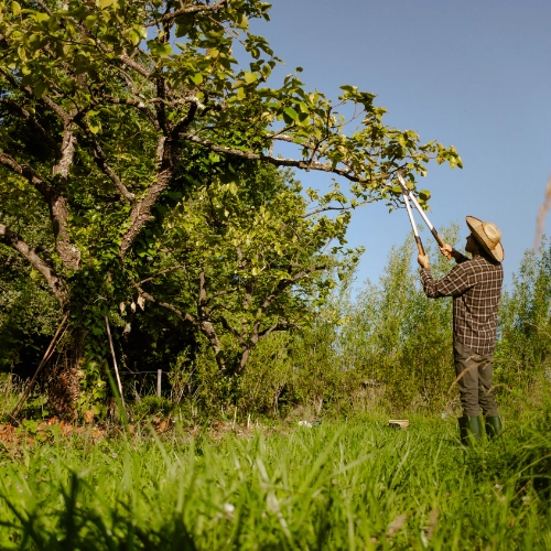 Technicien agroforestier taillant les branches d'un arbre fruitier au sécateur dans un verger en herbe, sous un ciel bleu.